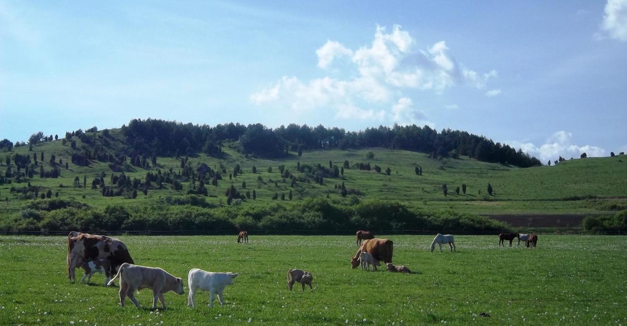 Апартаменты Penzion Ranch Fah Спишске-Подградье Экстерьер фото