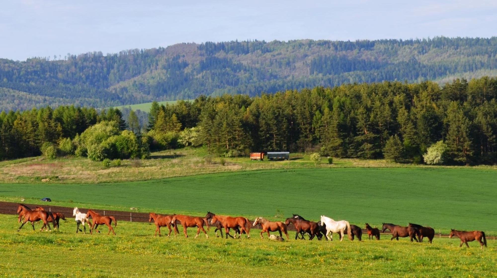 Апартаменты Penzion Ranch Fah Спишске-Подградье Экстерьер фото