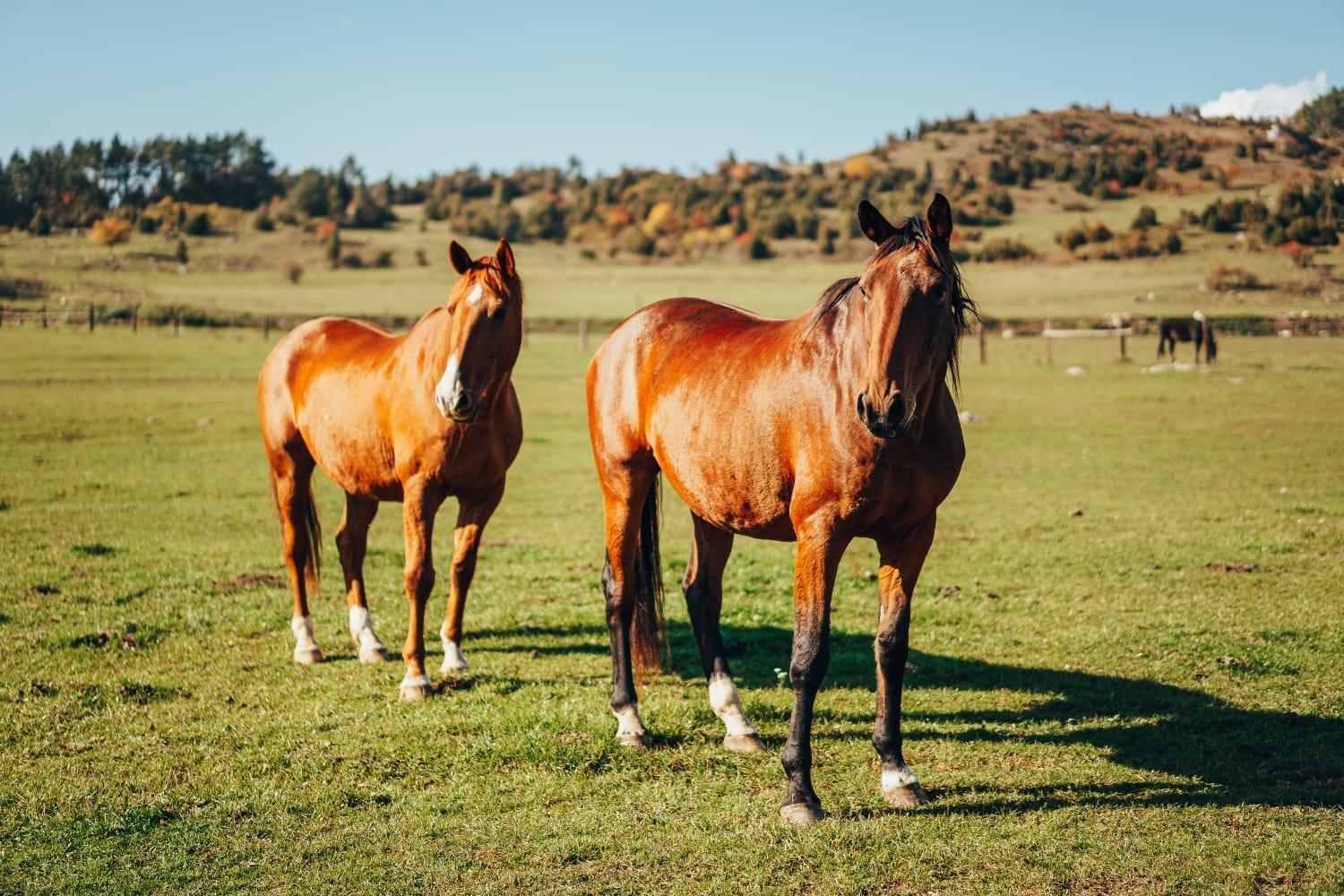 Апартаменты Penzion Ranch Fah Спишске-Подградье Экстерьер фото