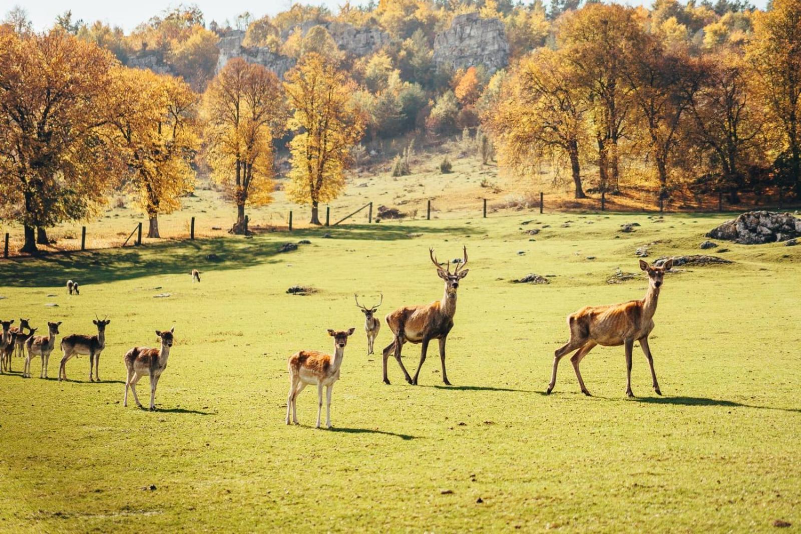 Апартаменты Penzion Ranch Fah Спишске-Подградье Экстерьер фото