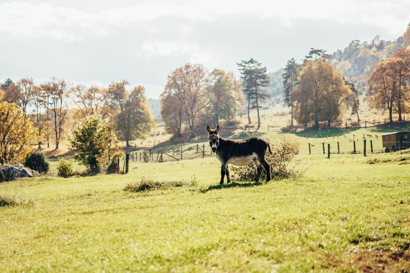 Апартаменты Penzion Ranch Fah Спишске-Подградье Экстерьер фото