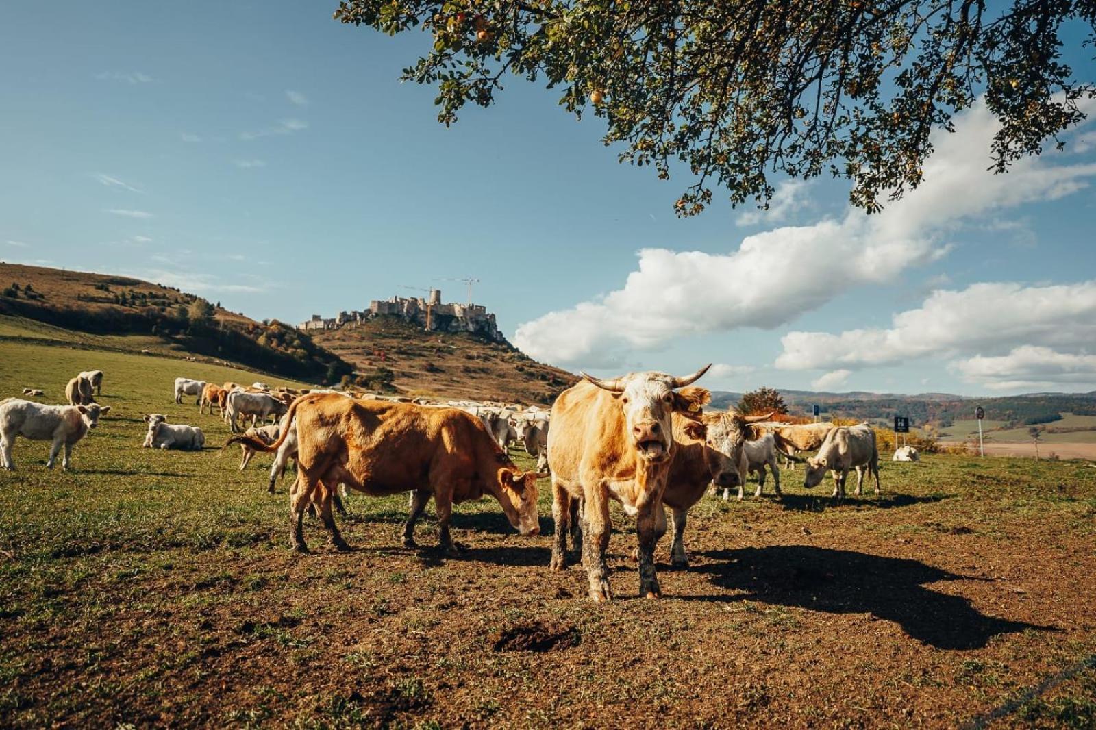 Апартаменты Penzion Ranch Fah Спишске-Подградье Экстерьер фото